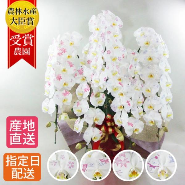 化粧蘭 胡蝶蘭 5本立 春夏秋冬 絵柄 プレゼント ギフト 贈り物 【 敬老の日 祖父 祖母 】