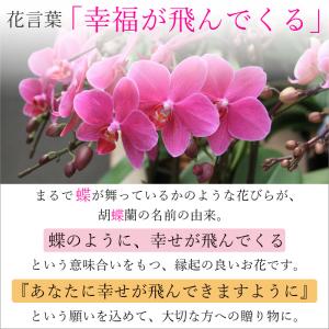 化粧蘭 胡蝶蘭 5本立 春夏秋冬 絵柄 プレゼ...の詳細画像1