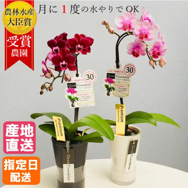 ミディ 胡蝶蘭 1本立 タンブラーポットスリム 3号 ピンク プレゼント ギフト 贈り物 【 敬老の...