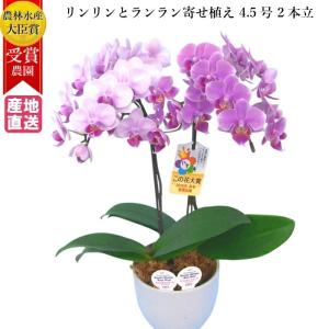 蘭 小さいの商品一覧 通販 Yahoo ショッピング