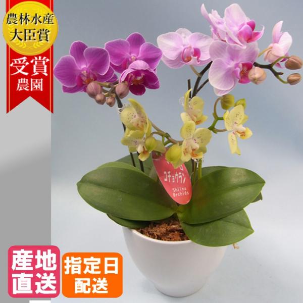 マイクロ胡蝶蘭 3色MIX寄せ 3本立 4号 ピンク イエロー 黄色 花 鉢植え ギフト プレゼント...
