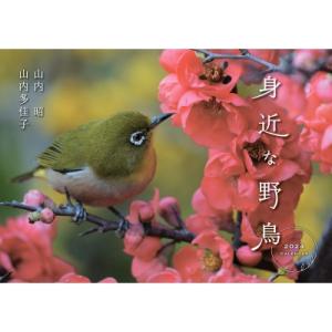 身近な野鳥カレンダー 2024 / 山内昭  〔本〕｜hmv