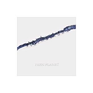 FERN PLANET / stardustbox  〔CD〕