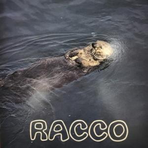 【新宿】古沢良治郎/RACCO(GU5004)