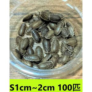 デュビア　Sサイズ　１cm〜２cm【１００匹】　送料無料（クリックポスト）死着補償あり