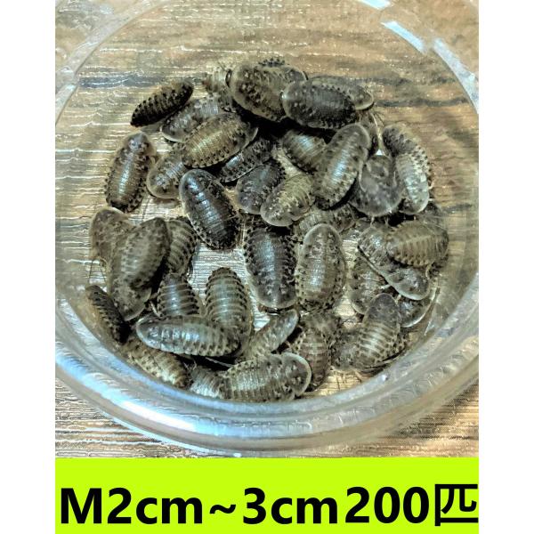 デュビア Mサイズ ２cm〜３cm 【２００匹 】送料無料（クリックポスト）死着補償あり