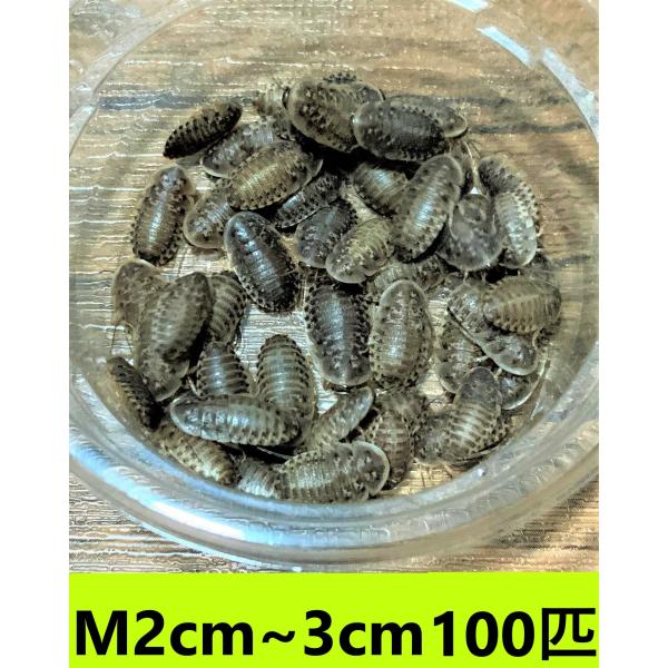 デュビア Mサイズ ２cm〜３cm 【１００匹 】送料無料（クリックポスト）死着補償あり