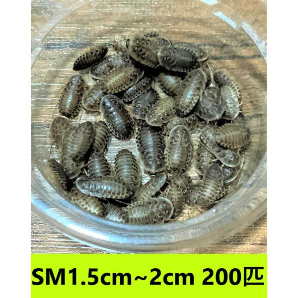 デュビア　SMサイズ　1.5cm〜2cm【２００匹】　送料無料（クリックポスト）死着補償あり