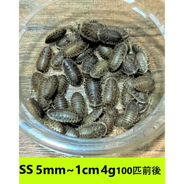 デュビア　SSサイズ　５mm〜１cm　4g【１００匹前後】　送料無料（クリックポスト）死着補償あり