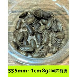 デュビア　SSサイズ　５mm〜１cm  8g【２００匹前後】　送料無料（クリックポスト）死着補償あり｜hmw