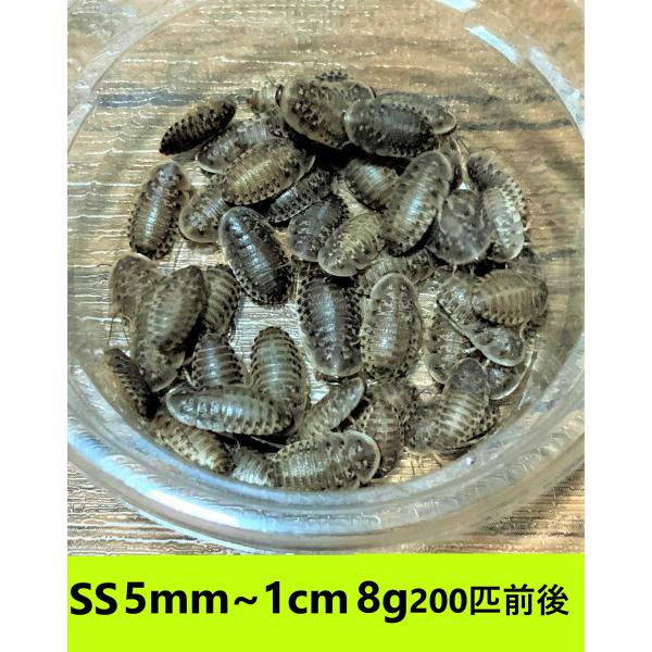 デュビア　SSサイズ　５mm〜１cm  8g【２００匹前後】　送料無料（クリックポスト）死着補償あり