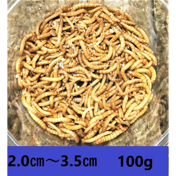 ミルワーム　100ｇ　送料無料 2cm〜3.5cmサイズ（レターパックプラス）死着補償あり
