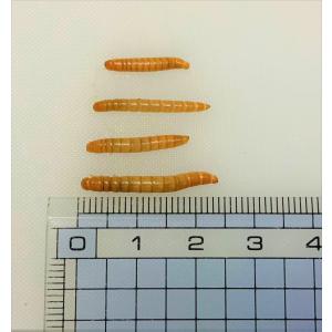ミルワーム 25g 1.5cm〜2.5cmサイ...の詳細画像1