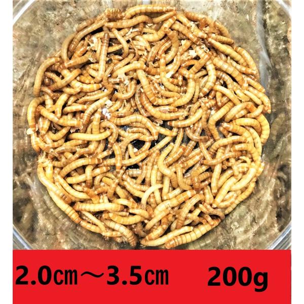 ミルワーム　200ｇ送料無料 2cm〜3.5cmサイズ（レターパックプラス）補償あり