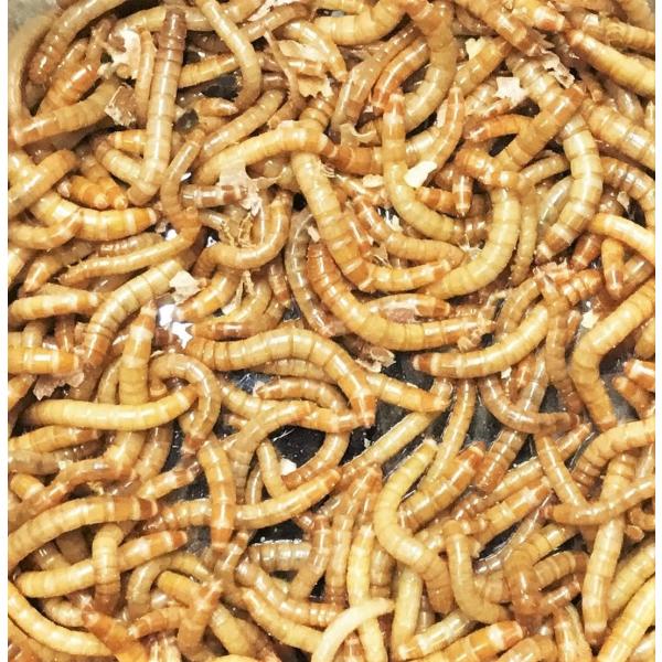 小ミルワーム　500g　送料無料 1.5cm〜2.5cmサイズ  対面受取り・死着補償あり