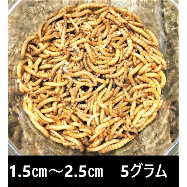 ミルワーム 10ｇ 1.5cm〜2.5cmサイズ　送料無料（クリックポスト）　