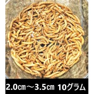 ミルワーム 10g 2cm〜3.5cmサイズ（クリックポスト）｜HMW