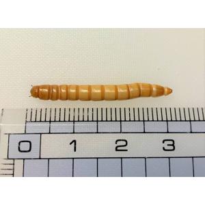ミルワーム 200g 2cm〜3.5cmサイズの詳細画像2