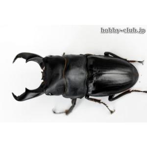 アマミヒラタ成虫ペア♂73〜75ｍｍ