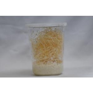 キイロショウジョウバエ沖縄・北海道配送不可【ウィングレス・両生類・肉食昆虫の餌】