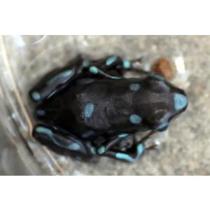 Dendrobates auratus capira　マダラヤドクガエル“キャピラ”｜hobby-club