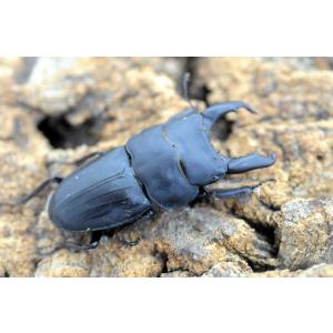 超大型スジブトヒラタ成虫ペア　♂68mm　♀FREE　