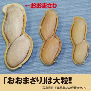 千葉名産 ゆで落花生おおまさり(4袋セット) ...の詳細画像3