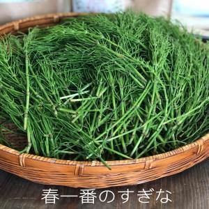 すぎな茶 スギナ茶 すぎな粉 無農薬 湯布院産...の詳細画像1