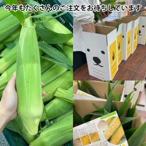 とうもろこし 北海道 SHIROKUMA SW...の詳細画像5