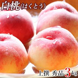 予約受付中 ギフトフルーツ 送料無料 山形県産 白桃(はくとう) 秀品 3キロ(約7玉〜13玉入り) / 敬老 敬老の日 プレゼント もも モモ 桃 フルーツ 国産 旬 果物｜hokkaido-gourmation