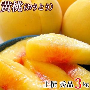 予約受付中 ギフトフルーツ 送料無料 山形県産 黄桃(おうとう) 秀品 3キロ(約7玉〜11玉入り) / 敬老 敬老の日 プレゼント もも モモ 桃 フルーツ 国産 旬 果物｜hokkaido-gourmation