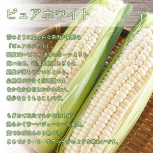 【予約】とうもろこし ゴールドラッシュ6本+ ...の詳細画像3