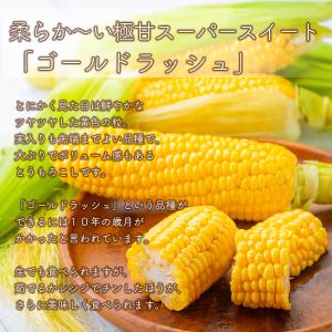 【予約】とうもろこし ゴールドラッシュ6本+ ...の詳細画像4