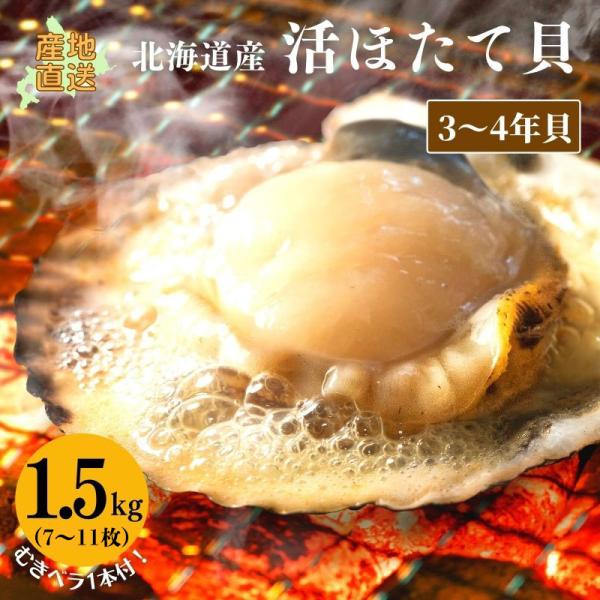 ホタテ 活ホタテ（3〜4年貝）1.5kg（7〜11枚）【冷蔵】 ほたて 海鮮ギフト 北海道産 産地直...