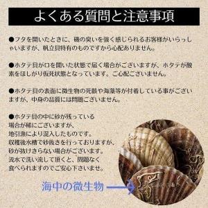 ホタテ 活ホタテ(3〜4年貝)2.5kg(13...の詳細画像3