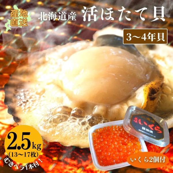 ホタテ 活ホタテ（3〜4年貝）2.5kg（13〜17枚） いくら100g2個付【冷蔵】 ほたて 海鮮...