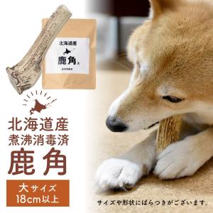 鹿の角（エゾシカ） 北海道産10本 鹿 オホーツク産エゾシカ 牡鹿の角 ( ふるさと納税 エゾ鹿 天然素材