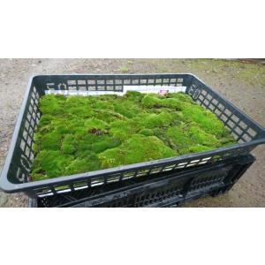 【北海道産】ギンゴケ 520×340トレーの商品画像