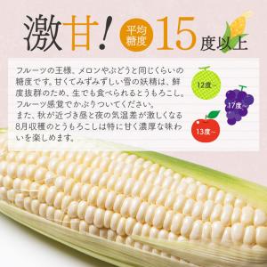 とうもろこし 北海道産 Mサイズ 生でも食べら...の詳細画像2