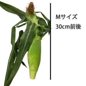 とうもろこし 北海道産 Mサイズ 生でも食べら...の詳細画像3