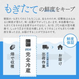 とうもろこし 北海道産 Mサイズ 生でも食べら...の詳細画像4
