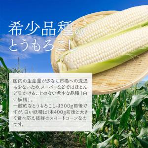 とうもろこし 北海道産 Mサイズ 生でも食べら...の詳細画像5