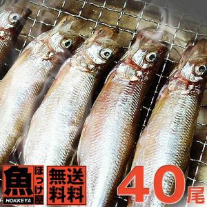 送料無料】北海道（広尾産）ししゃも メス特大サイズ20尾（1尾20g〜22g