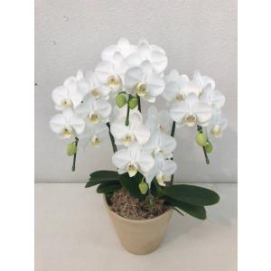 アマビリス ４本立 大人気 ミニ胡蝶蘭 洋蘭 ミディ ミニ 胡蝶蘭 白 フラワーギフト お祝い お誕...