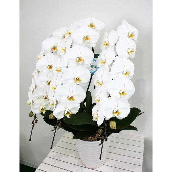 胡蝶蘭 ５本立ち 白・ピンク・セミアルバ （６０輪） フラワーギフト お祝い お誕生日 開店祝い 移...