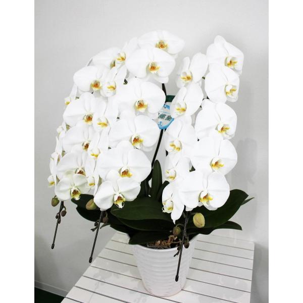 胡蝶蘭 ５本立ち 白・ピンク・セミアルバ （７０輪） フラワーギフト お祝い お誕生日 開店祝い 移...