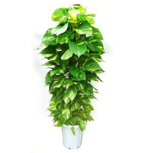 観葉植物 ポトス 大鉢（１０号） 鉢皿付き 贈り物 ギフト 贈答 プレゼント 人気のお祝い 会社設立...