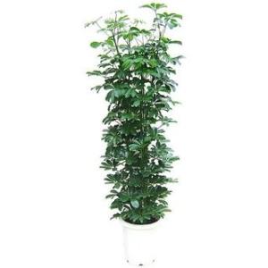 観葉植物 シェフレラ ホンコン 青葉 大鉢（１０号） 鉢皿付き 贈り物 ギフト 贈答 プレゼント 人...