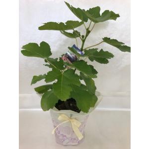 産直！いちじくの鉢植え ビオレソリエス 黒いちじく 特Ａ （1鉢1個口毎に送料かかります)鉢皿付き ギフト お中元 贈り物  美容 健康