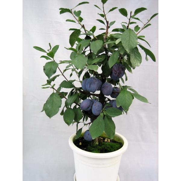 産直！ 育てて、食べる！ プルーンの鉢植え  特Ａ バスケット付き ギフト お中元 贈り物 父の日 ...